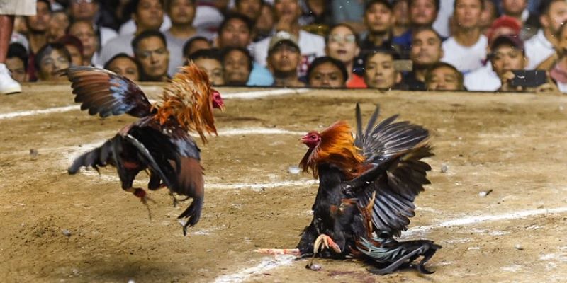 Anh Mít chia sẻ quy trình chăn nuôi và chăm sóc