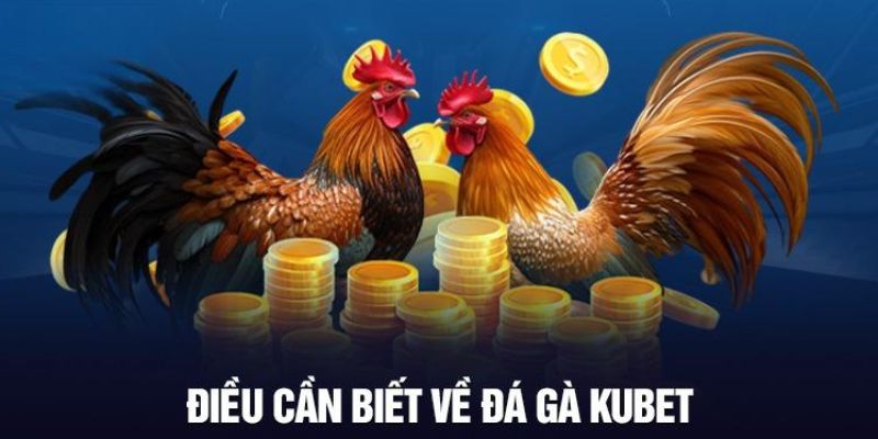 Đá gà Kubet online được nhiều người ưa chuộng